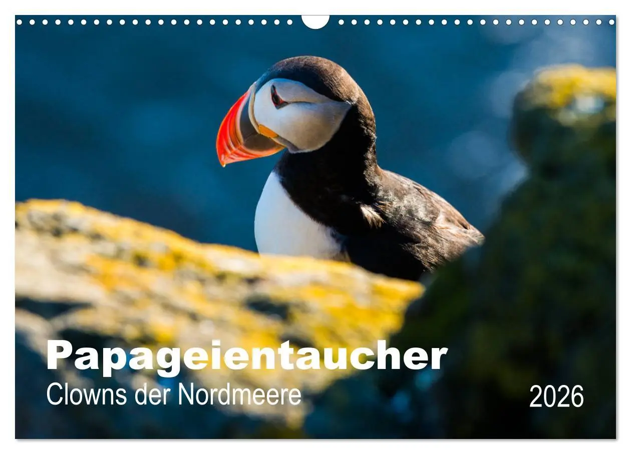 Cover: 9783457940587 | PAPAGEIENTAUCHER - Clowns der Nordmeere (Wandkalender 2026 DIN A3...