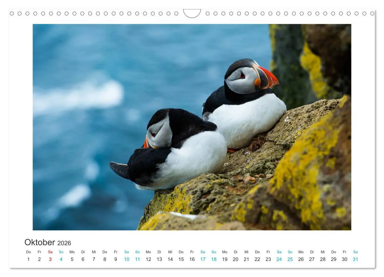 Bild: 9783457940587 | PAPAGEIENTAUCHER - Clowns der Nordmeere (Wandkalender 2026 DIN A3...