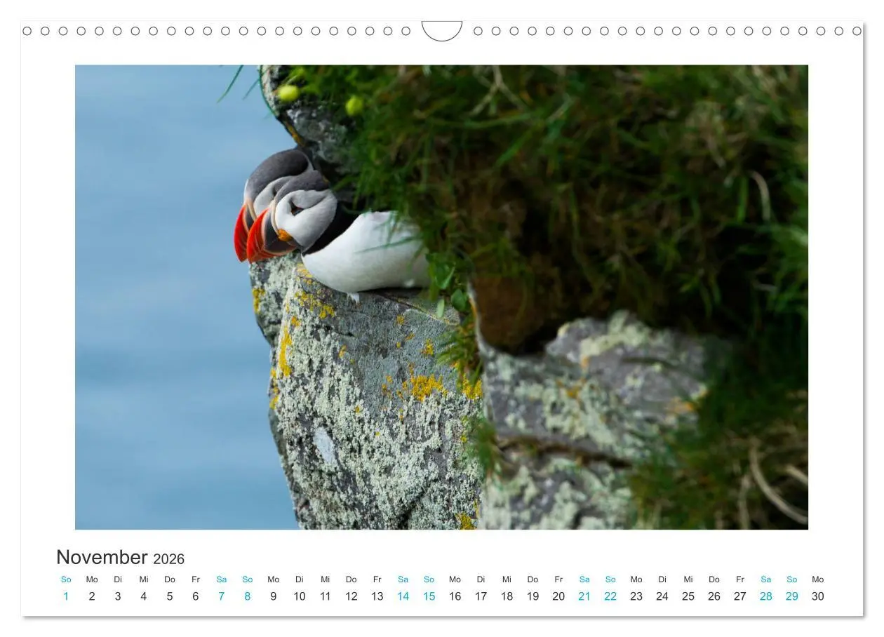 Bild: 9783457940587 | PAPAGEIENTAUCHER - Clowns der Nordmeere (Wandkalender 2026 DIN A3...