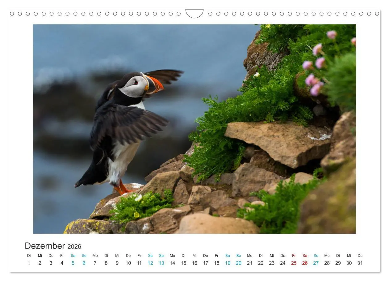 Bild: 9783457940587 | PAPAGEIENTAUCHER - Clowns der Nordmeere (Wandkalender 2026 DIN A3...