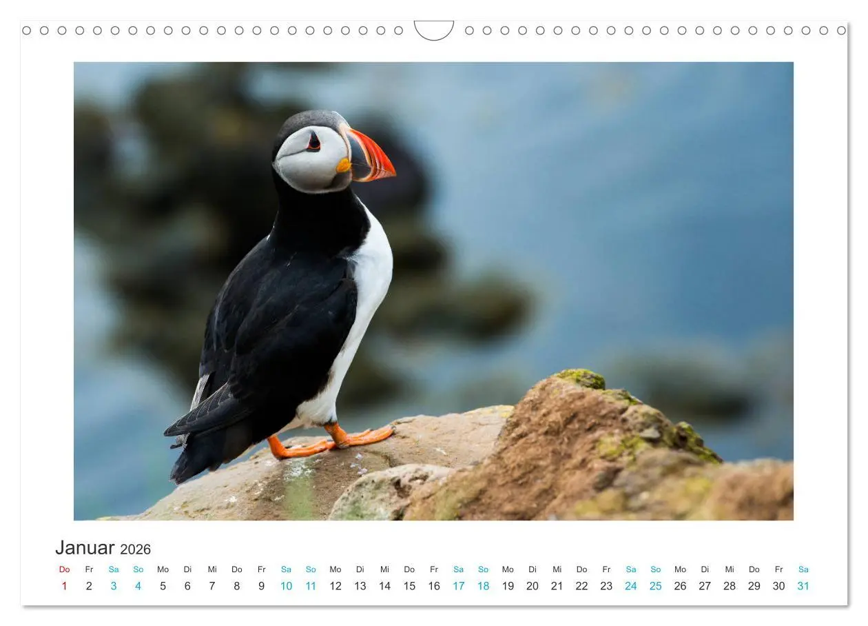 Bild: 9783457940587 | PAPAGEIENTAUCHER - Clowns der Nordmeere (Wandkalender 2026 DIN A3...