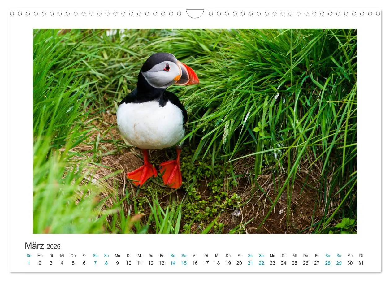 Bild: 9783457940587 | PAPAGEIENTAUCHER - Clowns der Nordmeere (Wandkalender 2026 DIN A3...