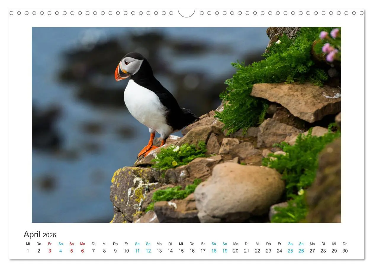 Bild: 9783457940587 | PAPAGEIENTAUCHER - Clowns der Nordmeere (Wandkalender 2026 DIN A3...