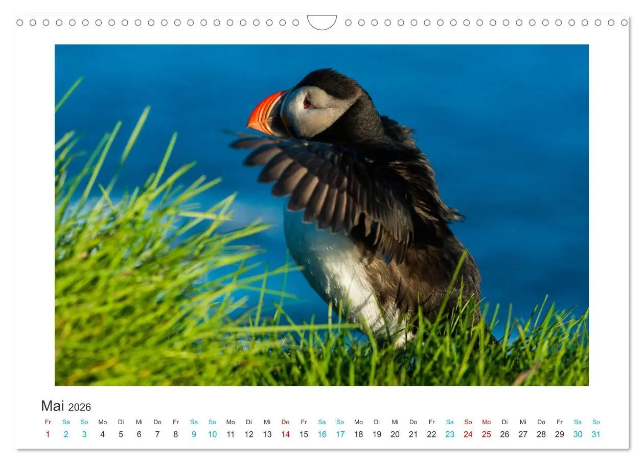 Bild: 9783457940587 | PAPAGEIENTAUCHER - Clowns der Nordmeere (Wandkalender 2026 DIN A3...