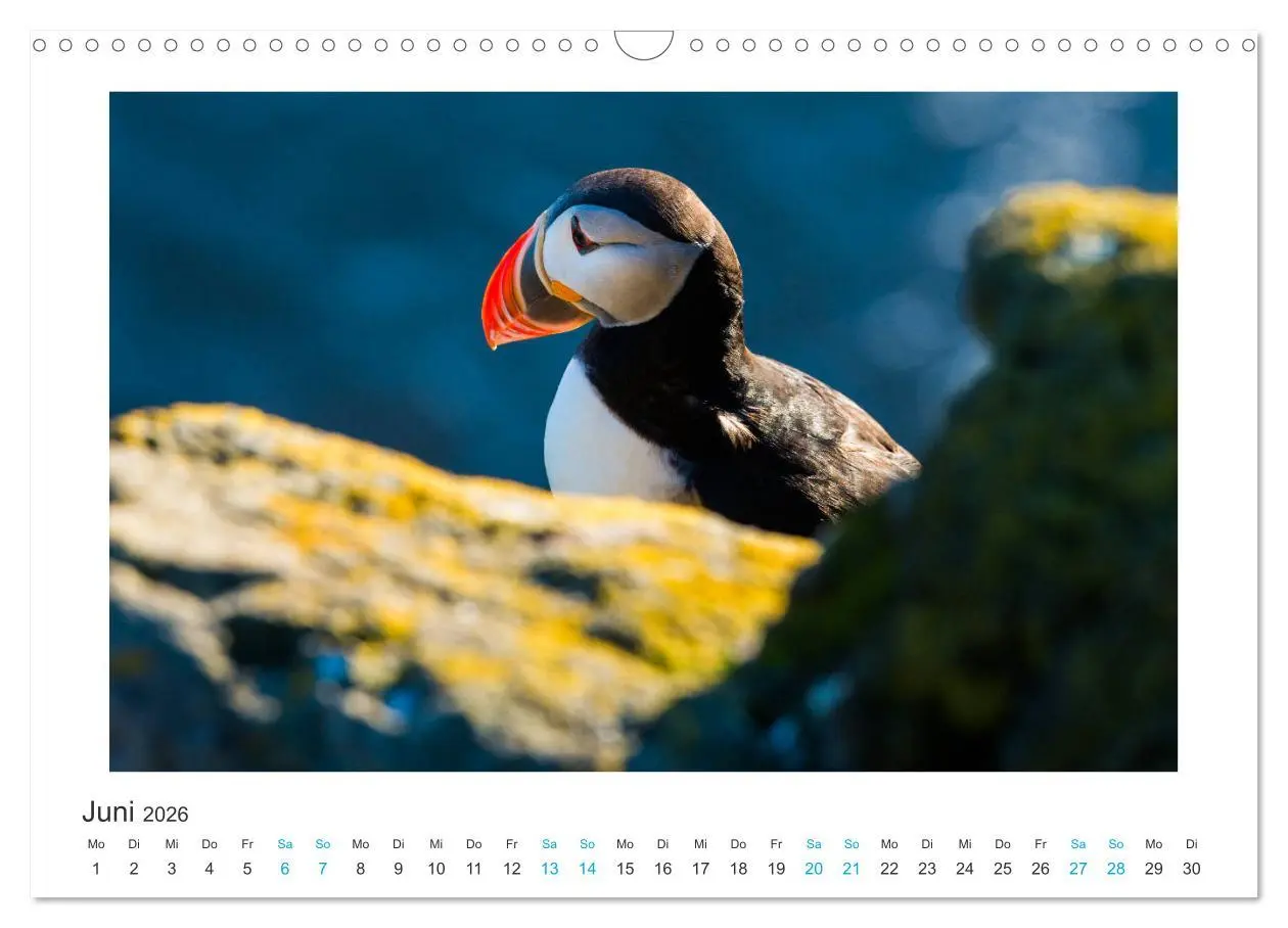 Bild: 9783457940587 | PAPAGEIENTAUCHER - Clowns der Nordmeere (Wandkalender 2026 DIN A3...