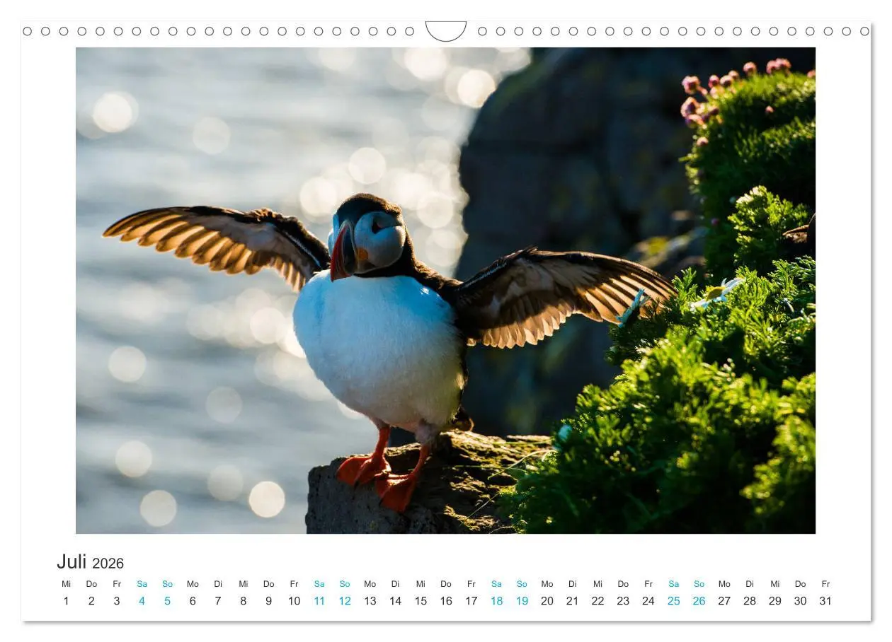 Bild: 9783457940587 | PAPAGEIENTAUCHER - Clowns der Nordmeere (Wandkalender 2026 DIN A3...