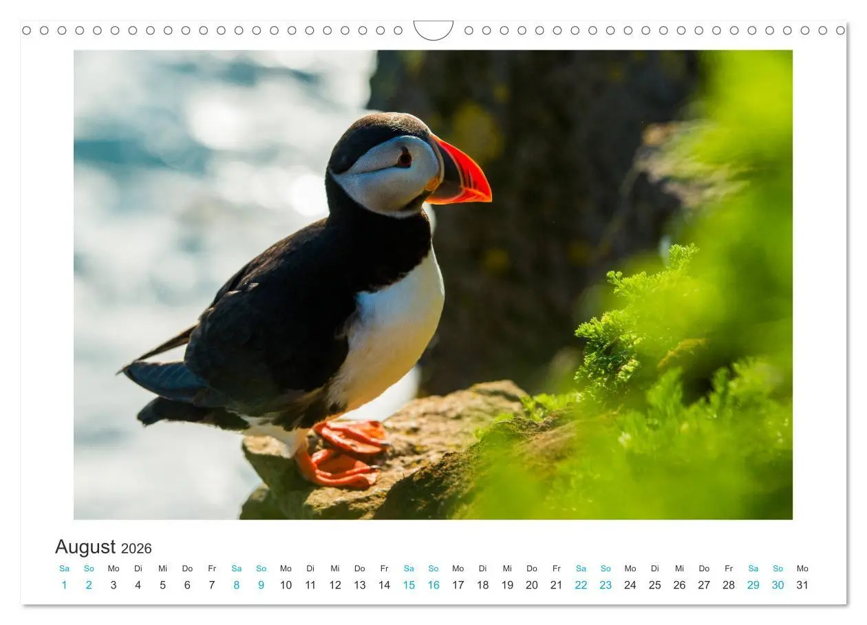 Bild: 9783457940587 | PAPAGEIENTAUCHER - Clowns der Nordmeere (Wandkalender 2026 DIN A3...