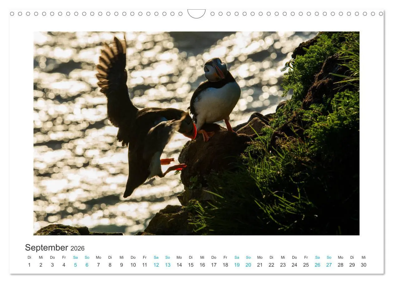 Bild: 9783457940587 | PAPAGEIENTAUCHER - Clowns der Nordmeere (Wandkalender 2026 DIN A3...