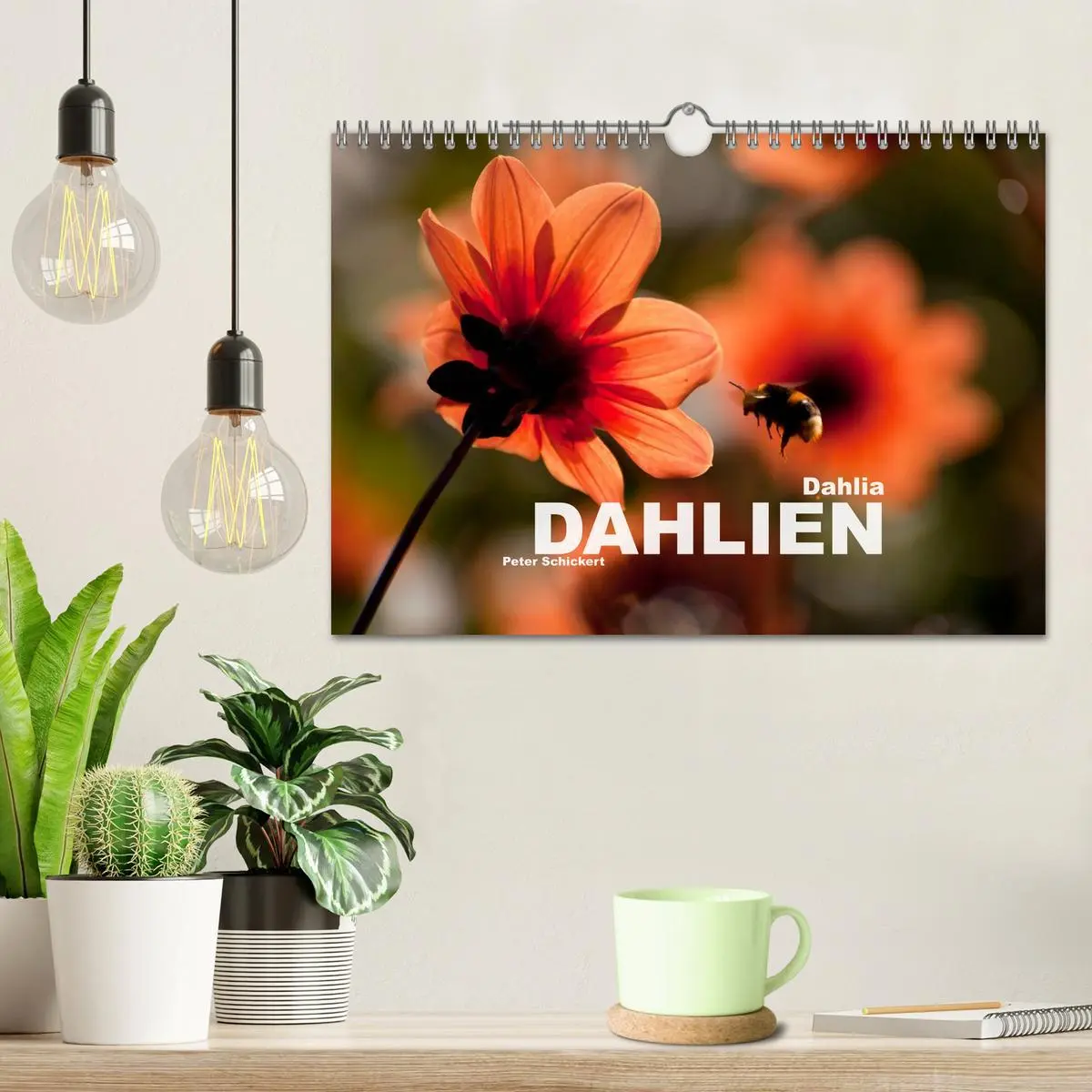 Bild: 9783516100587 | Dahlia - Dahlien (Wandkalender 2026 DIN A4 quer), CALVENDO...