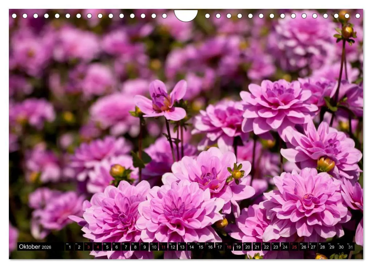 Bild: 9783516100587 | Dahlia - Dahlien (Wandkalender 2026 DIN A4 quer), CALVENDO...