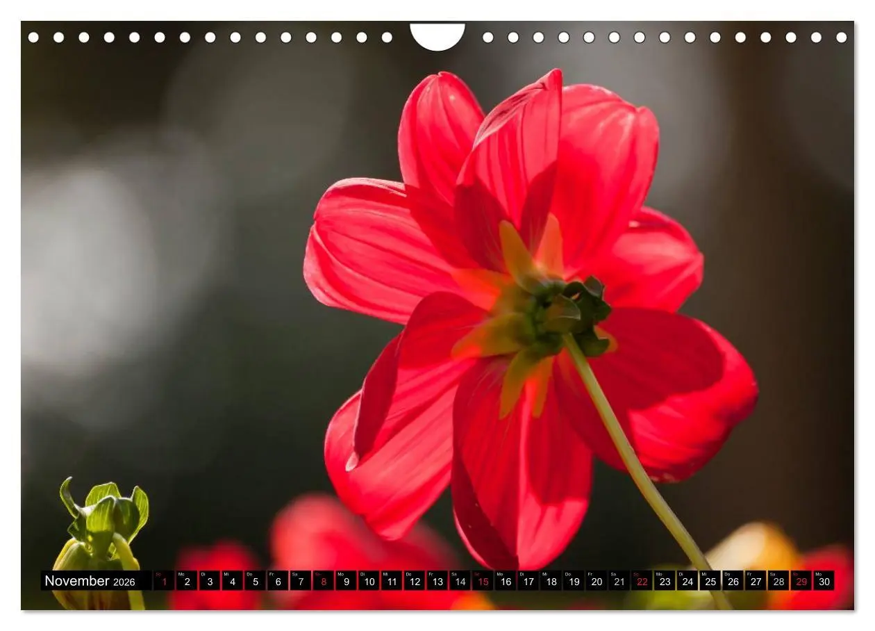 Bild: 9783516100587 | Dahlia - Dahlien (Wandkalender 2026 DIN A4 quer), CALVENDO...