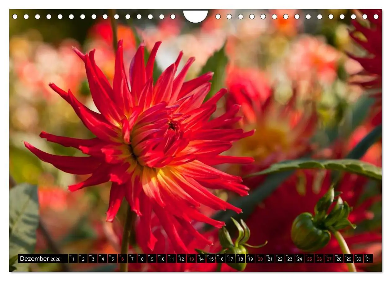 Bild: 9783516100587 | Dahlia - Dahlien (Wandkalender 2026 DIN A4 quer), CALVENDO...