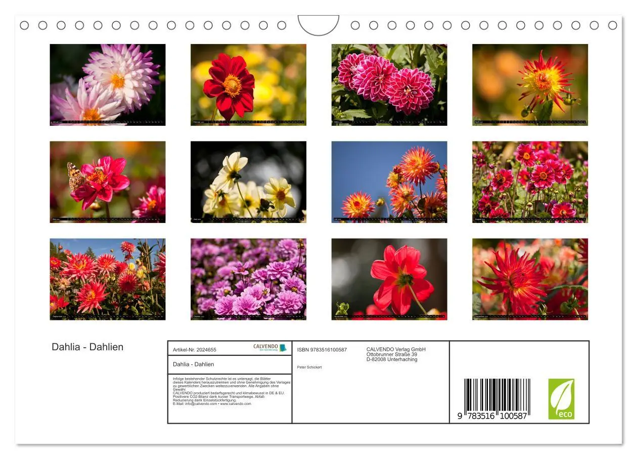 Bild: 9783516100587 | Dahlia - Dahlien (Wandkalender 2026 DIN A4 quer), CALVENDO...