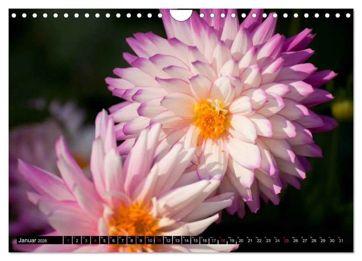 Bild: 9783516100587 | Dahlia - Dahlien (Wandkalender 2026 DIN A4 quer), CALVENDO...