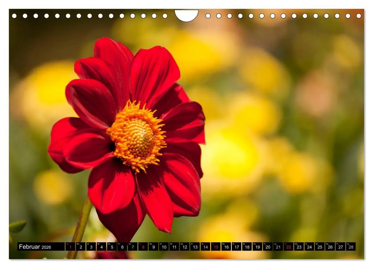 Bild: 9783516100587 | Dahlia - Dahlien (Wandkalender 2026 DIN A4 quer), CALVENDO...
