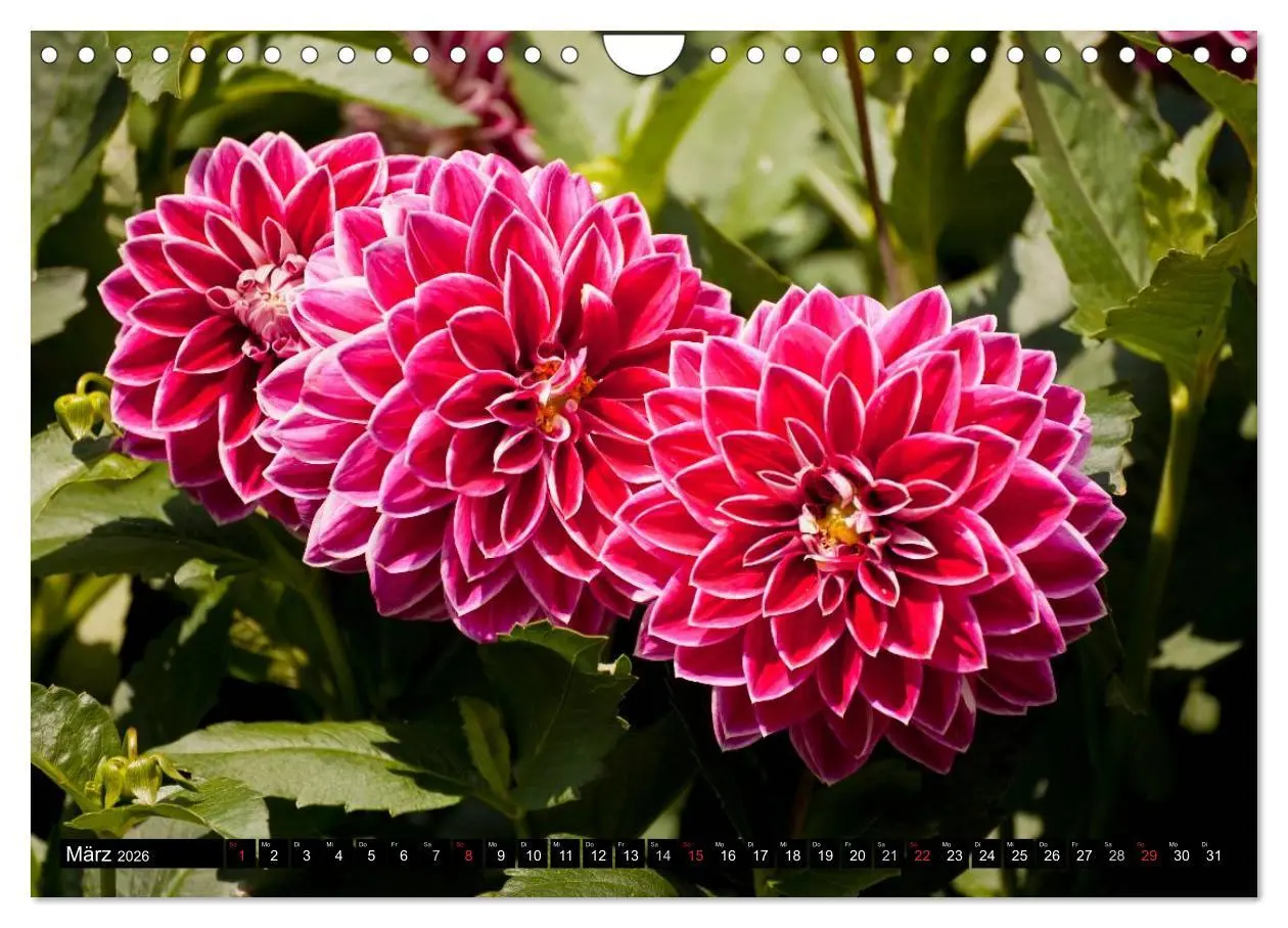 Bild: 9783516100587 | Dahlia - Dahlien (Wandkalender 2026 DIN A4 quer), CALVENDO...