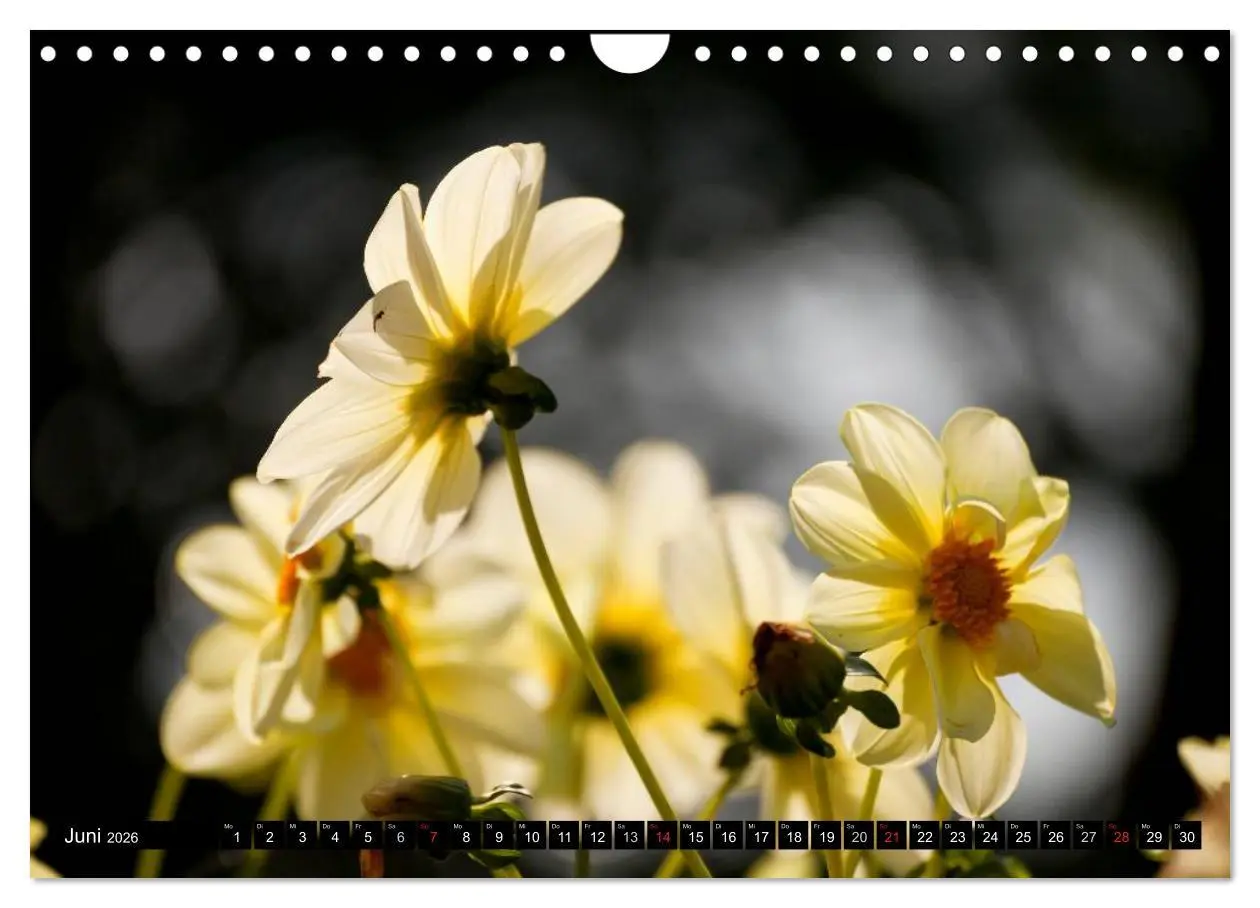 Bild: 9783516100587 | Dahlia - Dahlien (Wandkalender 2026 DIN A4 quer), CALVENDO...