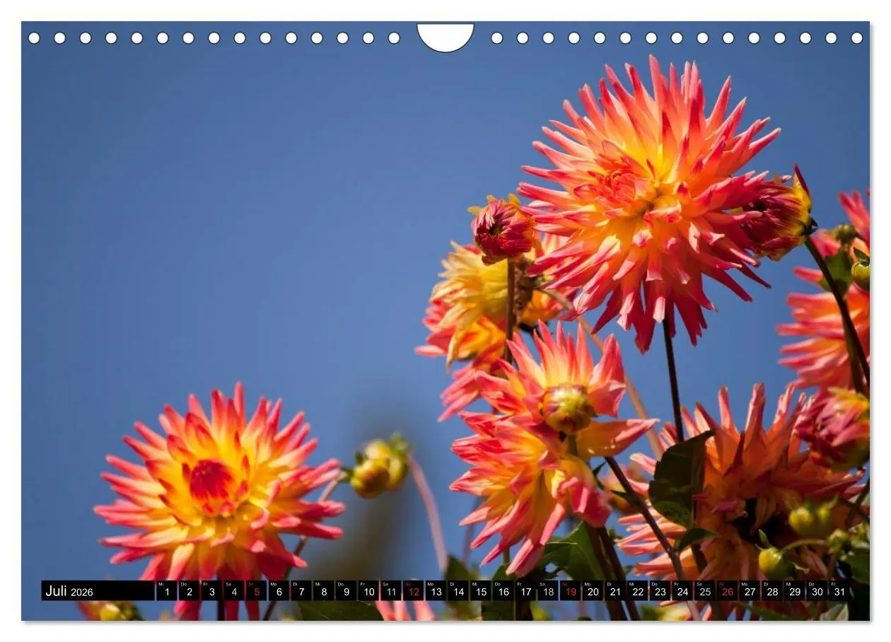 Bild: 9783516100587 | Dahlia - Dahlien (Wandkalender 2026 DIN A4 quer), CALVENDO...