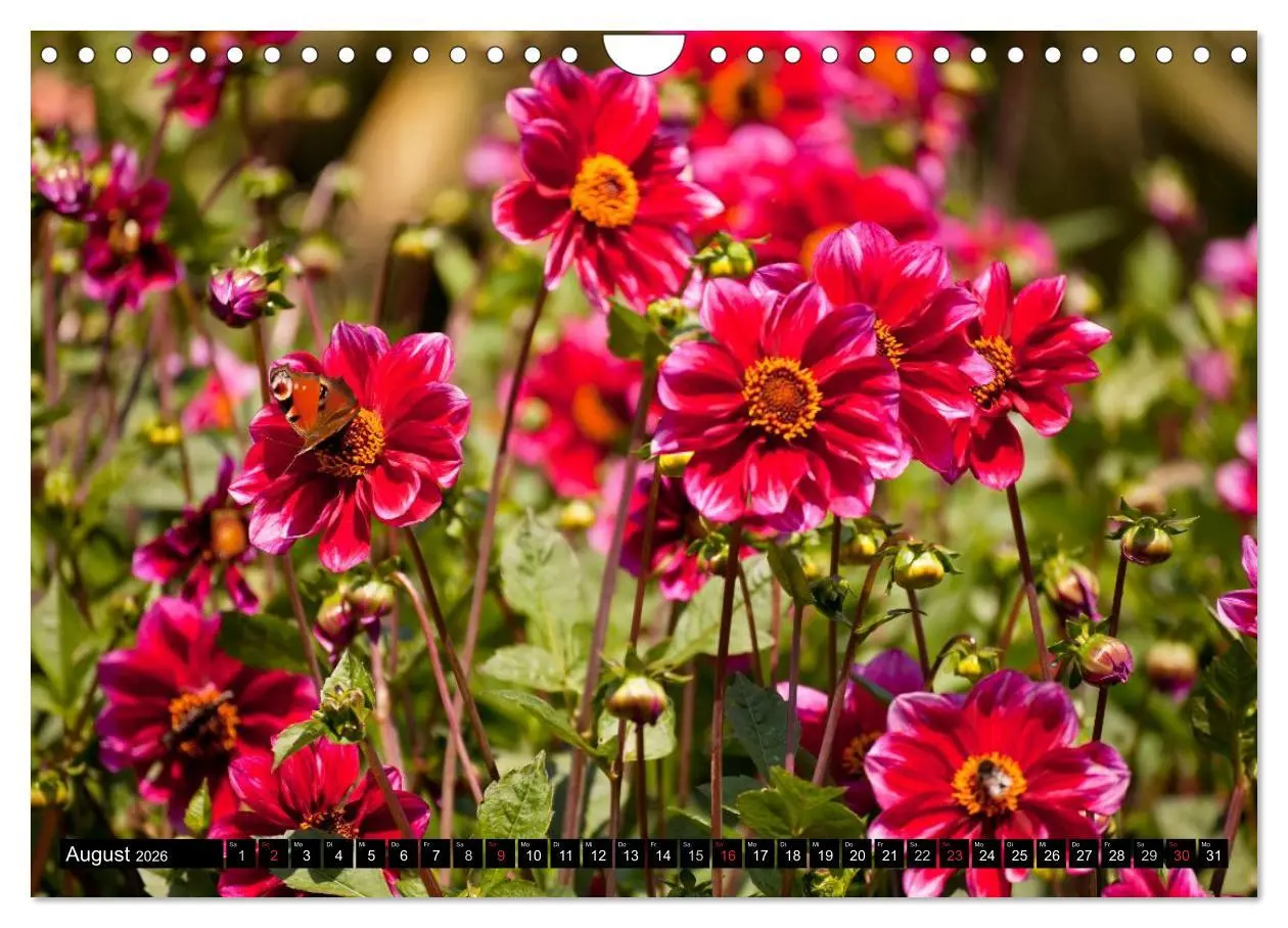 Bild: 9783516100587 | Dahlia - Dahlien (Wandkalender 2026 DIN A4 quer), CALVENDO...