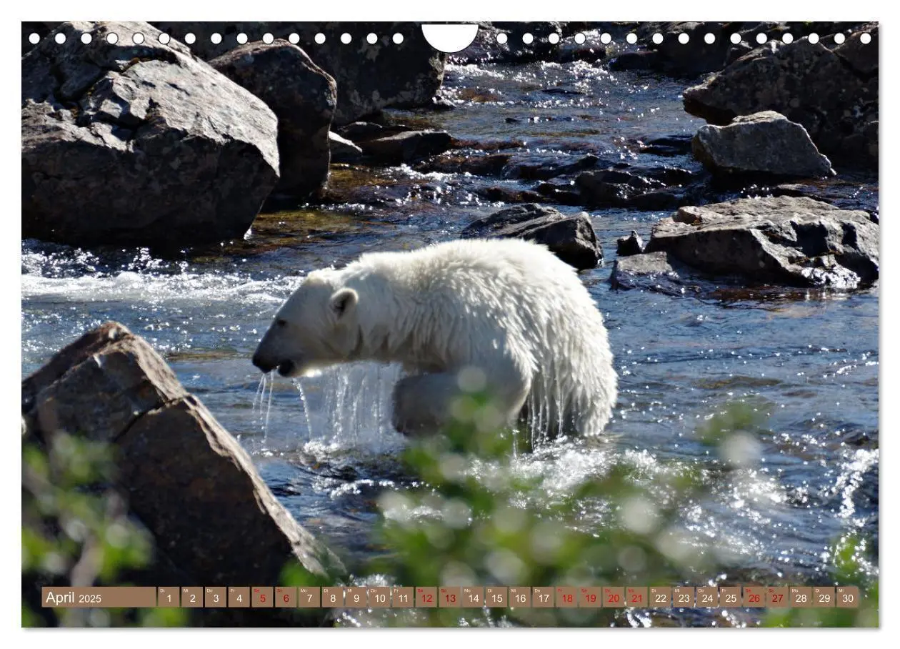 Bild: 9783383990687 | Wilde Bärenwelt (Wandkalender 2025 DIN A4 quer), CALVENDO...