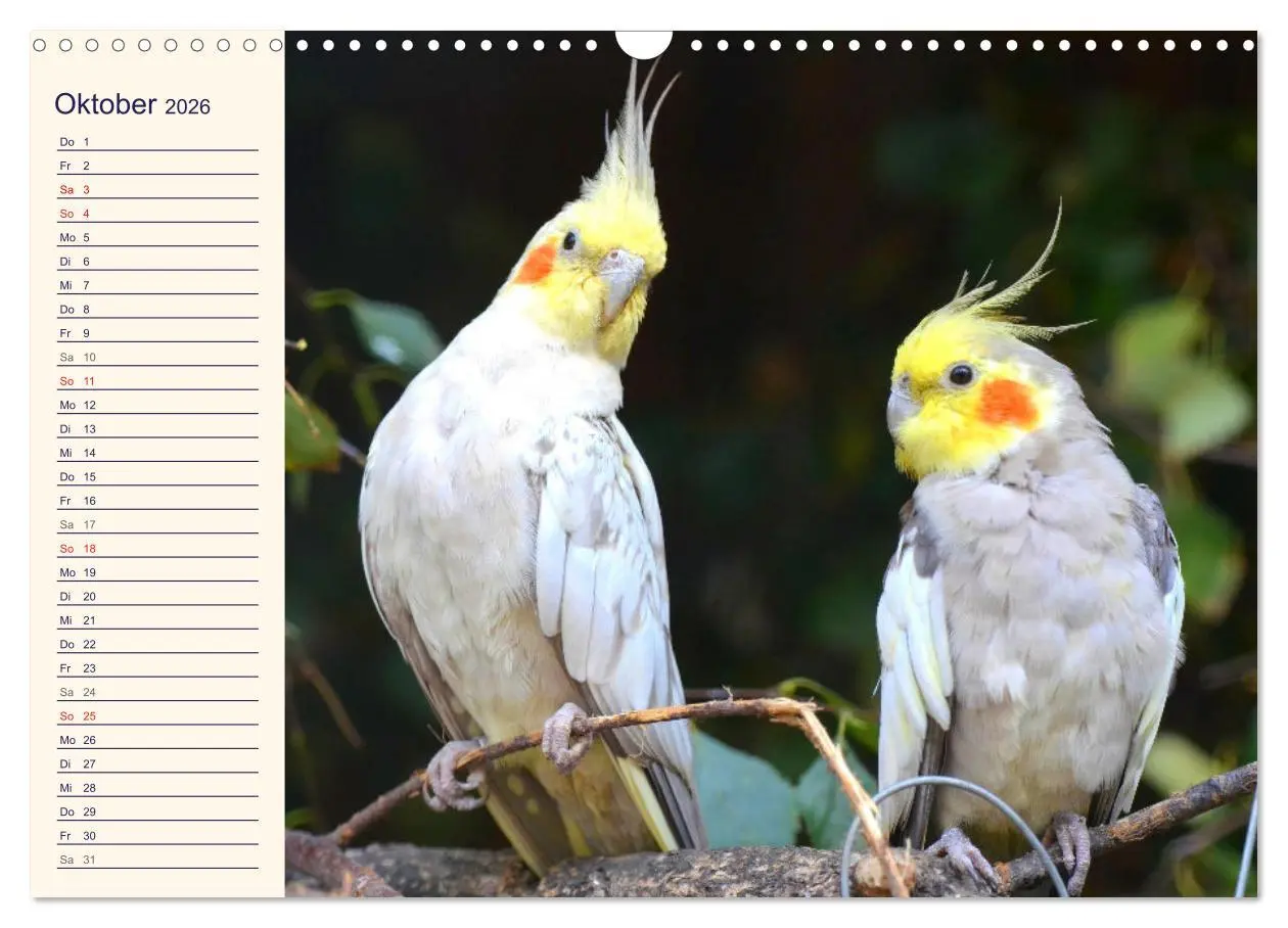 Bild: 9783457620687 | Bezaubernde Schreihälse. Wellen- und Nymphensittiche (Wandkalender...