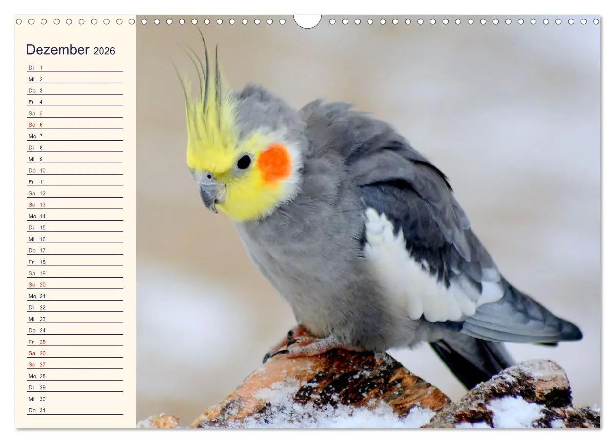 Bild: 9783457620687 | Bezaubernde Schreihälse. Wellen- und Nymphensittiche (Wandkalender...