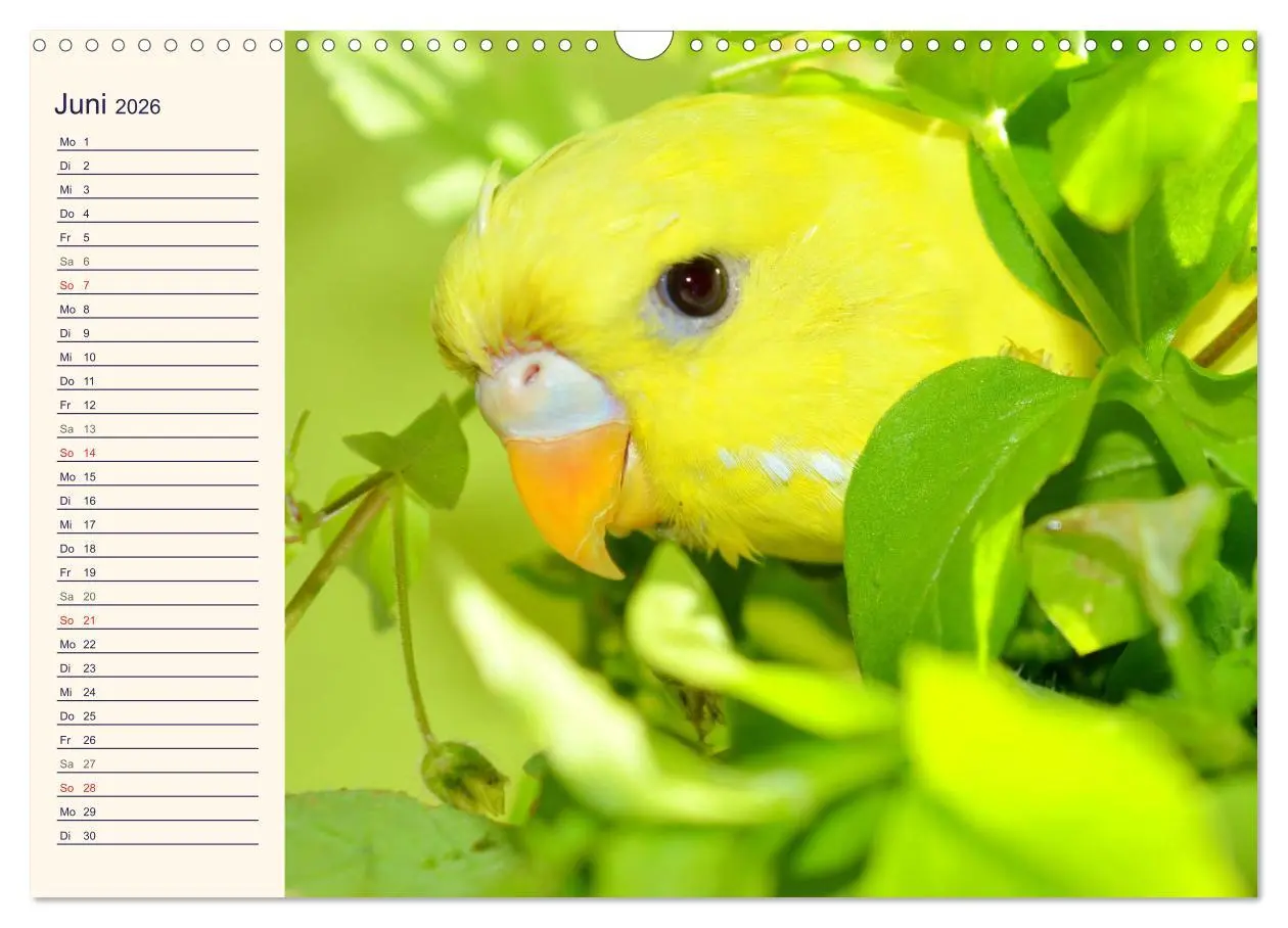 Bild: 9783457620687 | Bezaubernde Schreihälse. Wellen- und Nymphensittiche (Wandkalender...