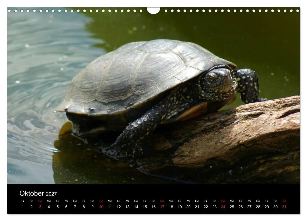Bild: 9783594170687 | Das Leben der Schildkröten (Wandkalender 2027 DIN A3 quer),...