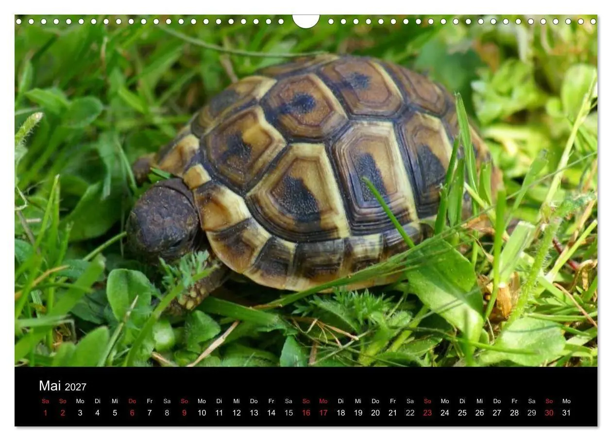 Bild: 9783594170687 | Das Leben der Schildkröten (Wandkalender 2027 DIN A3 quer),...