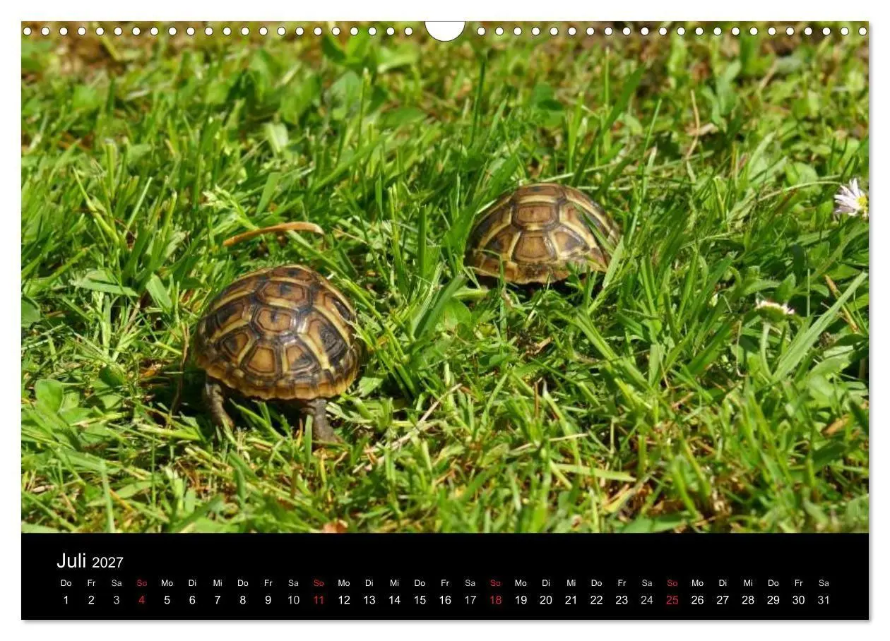 Bild: 9783594170687 | Das Leben der Schildkröten (Wandkalender 2027 DIN A3 quer),...