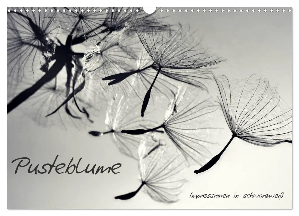 Cover: 9783516121087 | Pusteblume - Impressionen in schwarzweiß (Wandkalender 2026 DIN A3...