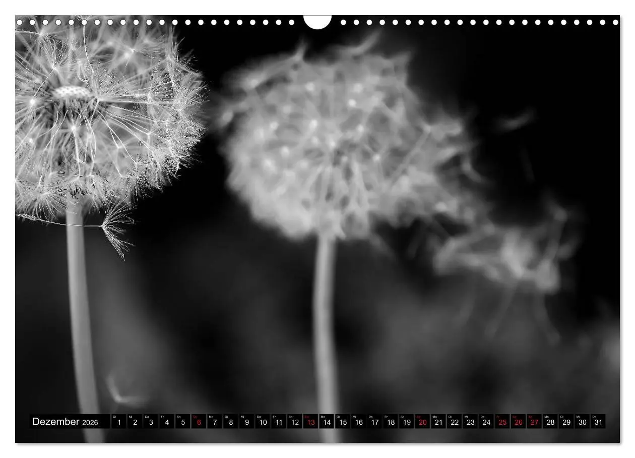 Bild: 9783516121087 | Pusteblume - Impressionen in schwarzweiß (Wandkalender 2026 DIN A3...