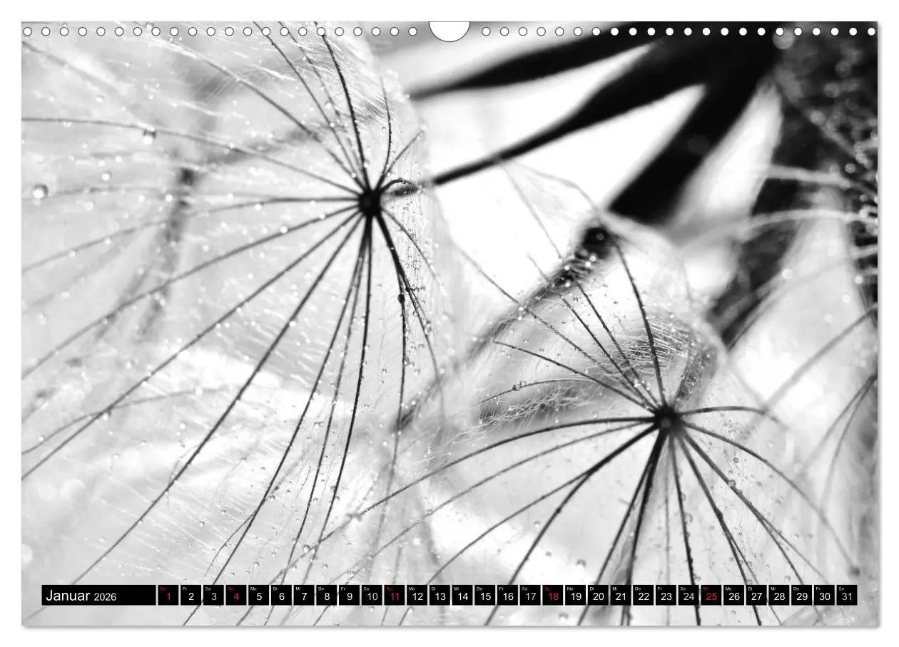 Bild: 9783516121087 | Pusteblume - Impressionen in schwarzweiß (Wandkalender 2026 DIN A3...