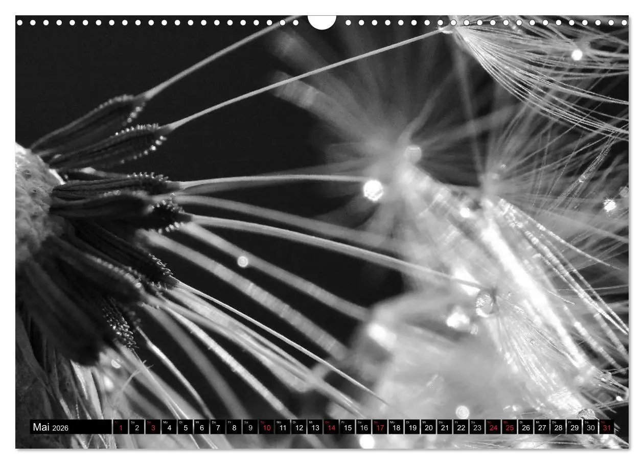Bild: 9783516121087 | Pusteblume - Impressionen in schwarzweiß (Wandkalender 2026 DIN A3...
