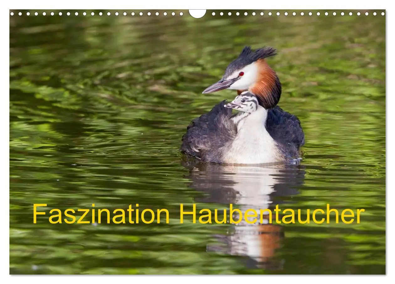 Cover: 9783457951187 | Faszination Haubentaucher (Wandkalender 2026 DIN A3 quer), CALVENDO...