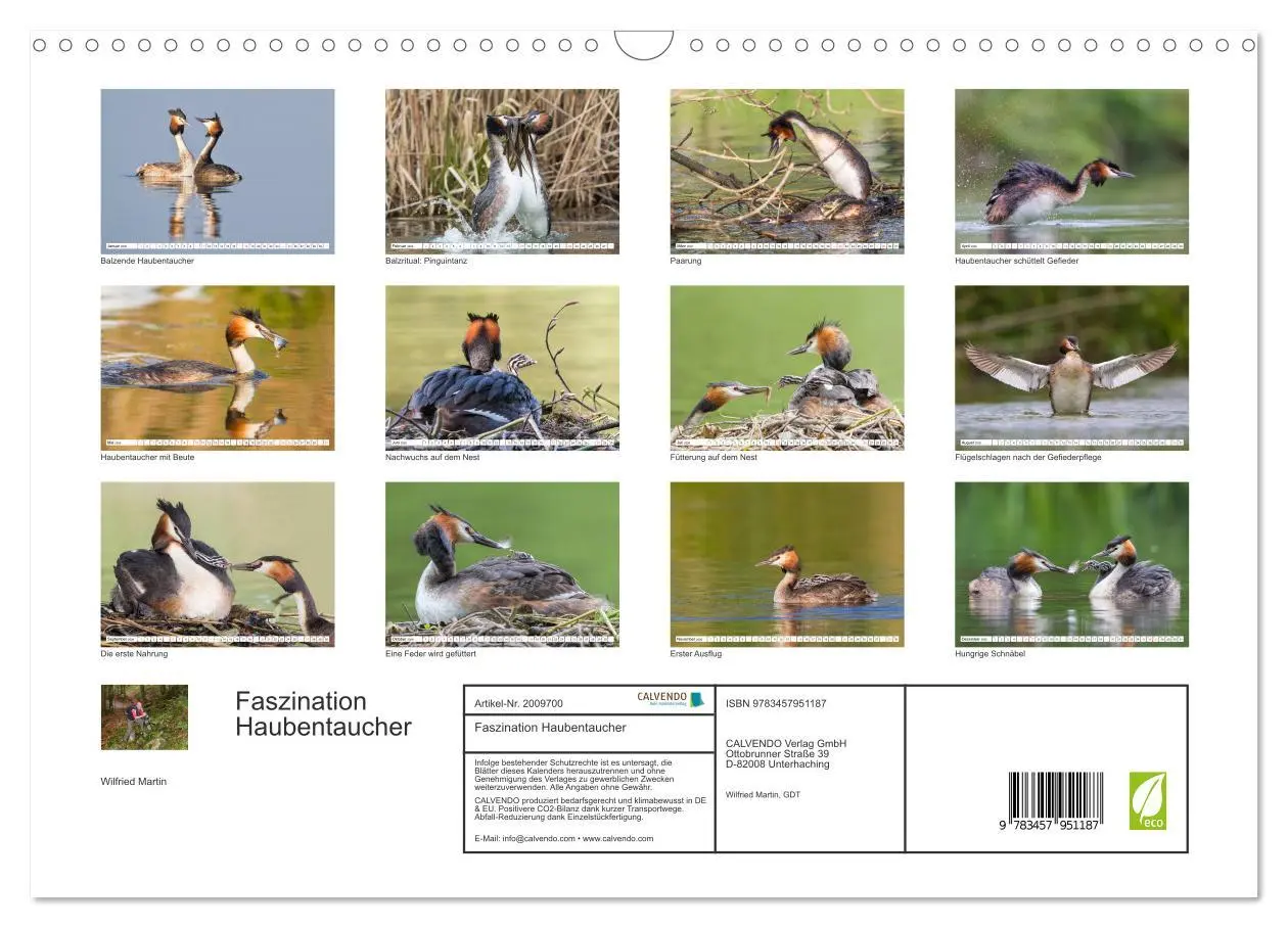 Bild: 9783457951187 | Faszination Haubentaucher (Wandkalender 2026 DIN A3 quer), CALVENDO...