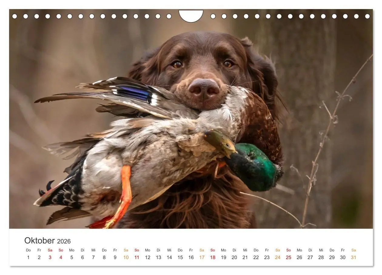 Bild: 9783457321287 | Treue Jagdgefährten - Jagdhunderassen im Portrait (Wandkalender...