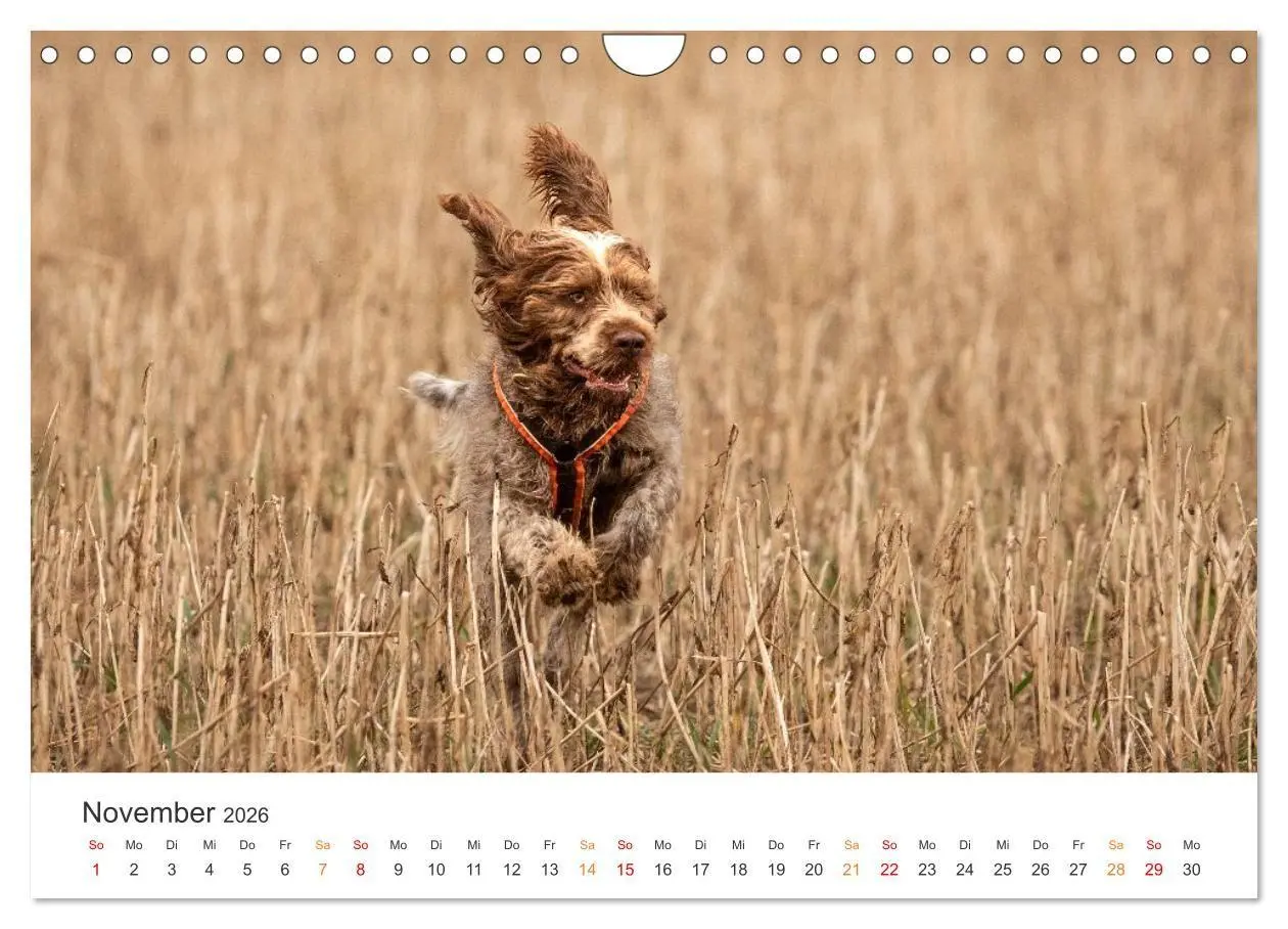 Bild: 9783457321287 | Treue Jagdgefährten - Jagdhunderassen im Portrait (Wandkalender...
