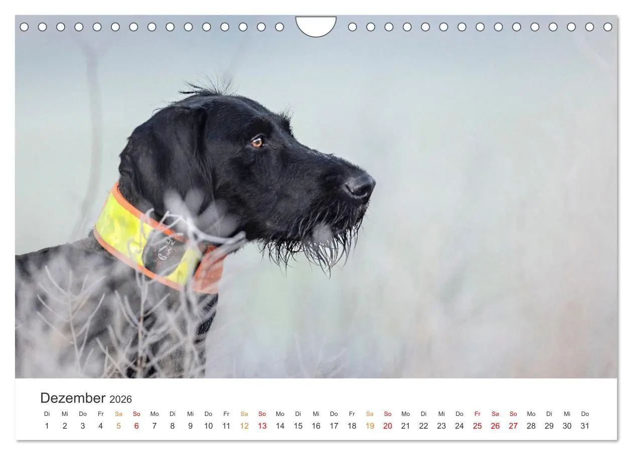 Bild: 9783457321287 | Treue Jagdgefährten - Jagdhunderassen im Portrait (Wandkalender...