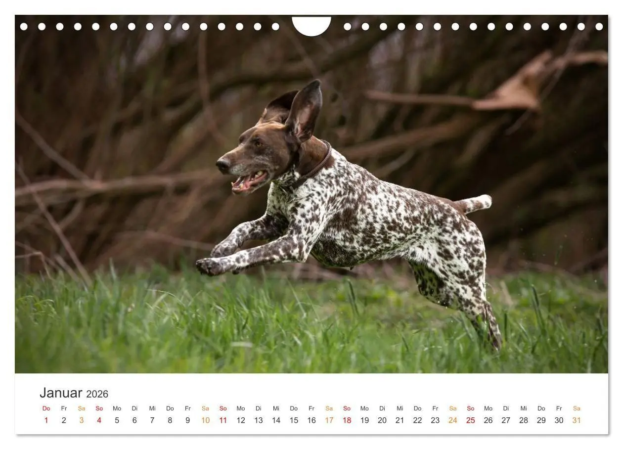Bild: 9783457321287 | Treue Jagdgefährten - Jagdhunderassen im Portrait (Wandkalender...