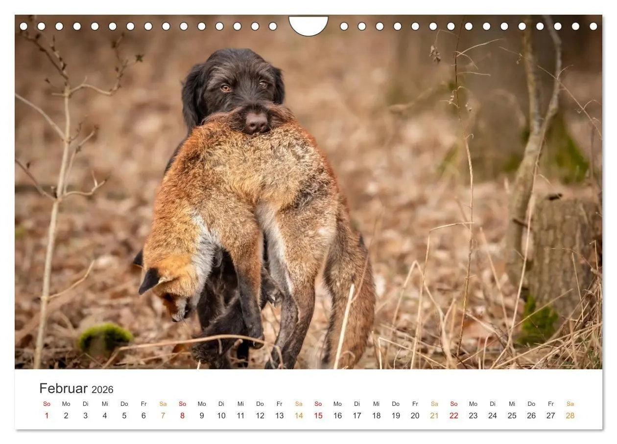 Bild: 9783457321287 | Treue Jagdgefährten - Jagdhunderassen im Portrait (Wandkalender...