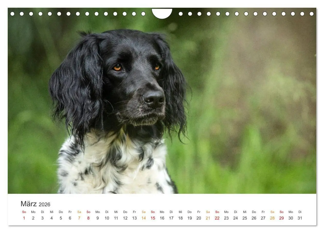 Bild: 9783457321287 | Treue Jagdgefährten - Jagdhunderassen im Portrait (Wandkalender...