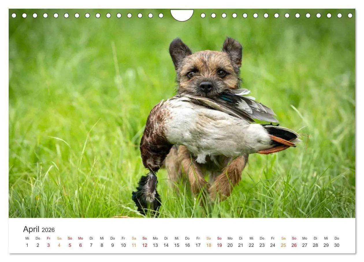 Bild: 9783457321287 | Treue Jagdgefährten - Jagdhunderassen im Portrait (Wandkalender...