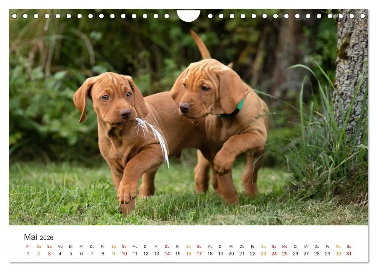 Bild: 9783457321287 | Treue Jagdgefährten - Jagdhunderassen im Portrait (Wandkalender...