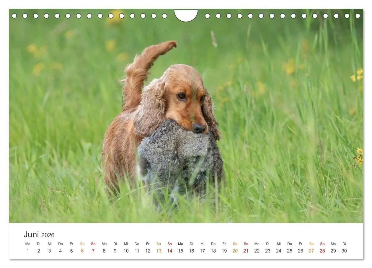 Bild: 9783457321287 | Treue Jagdgefährten - Jagdhunderassen im Portrait (Wandkalender...