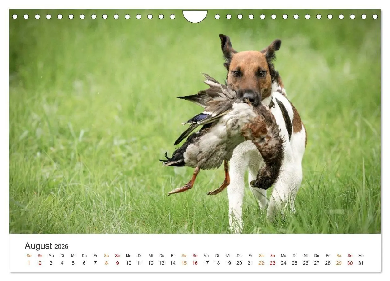 Bild: 9783457321287 | Treue Jagdgefährten - Jagdhunderassen im Portrait (Wandkalender...
