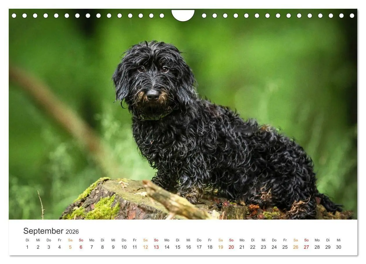 Bild: 9783457321287 | Treue Jagdgefährten - Jagdhunderassen im Portrait (Wandkalender...