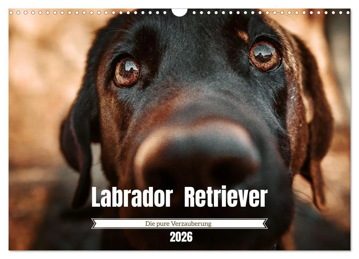 Cover: 9783457551387 | Verzauberung Labrador Retriever 2026 (Wandkalender 2026 DIN A3...