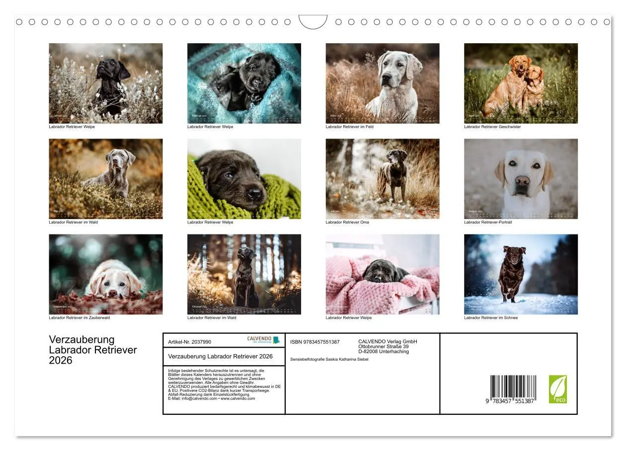 Bild: 9783457551387 | Verzauberung Labrador Retriever 2026 (Wandkalender 2026 DIN A3...