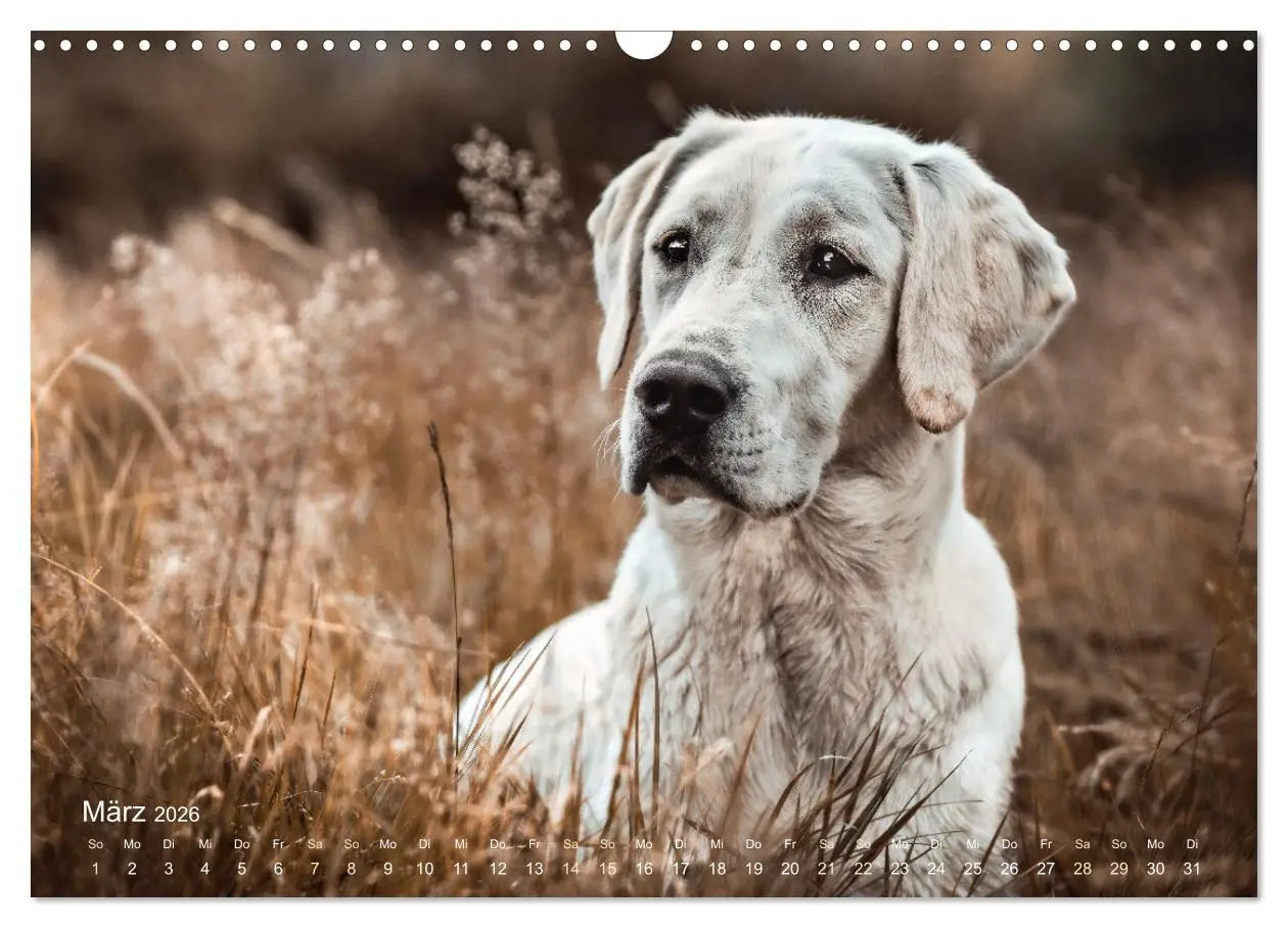 Bild: 9783457551387 | Verzauberung Labrador Retriever 2026 (Wandkalender 2026 DIN A3...
